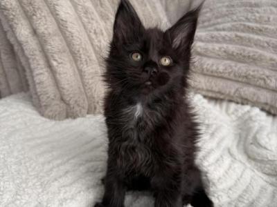 Jacky - Maine Coon - Gallery Photo #1