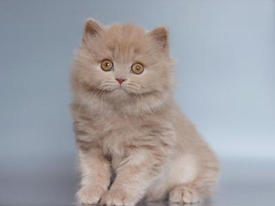 Chanel - British Shorthair - Gallery Photo #1