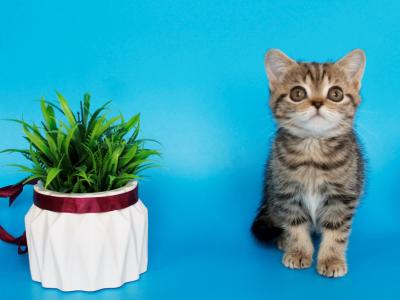 Feride - British Shorthair - Gallery Photo #1