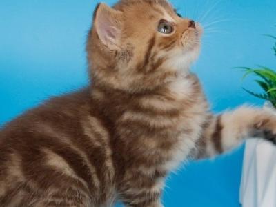 Faraón - British Shorthair - Gallery Photo #1