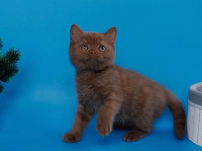 Colin - Scottish Straight - Gallery Photo #1