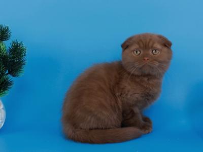 Cameron Fold - Scottish Fold - Gallery Photo #1