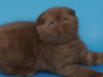 Electra - Scottish Fold - Gallery Photo #1