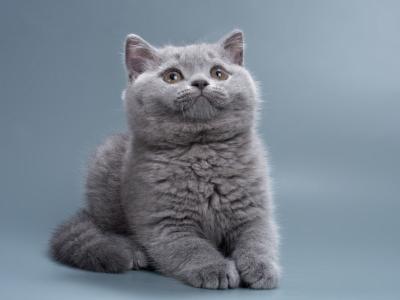 Roxy - British Shorthair - Gallery Photo #1