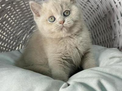 Bianca - British Shorthair - Gallery Photo #1