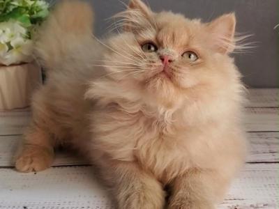 Felix - British Shorthair - Gallery Photo #1