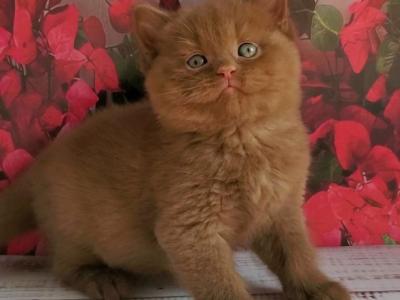 Izum - British Shorthair - Gallery Photo #1