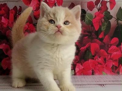 Ivar - British Shorthair - Gallery Photo #1