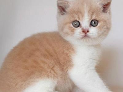 Hugo - British Shorthair - Gallery Photo #1