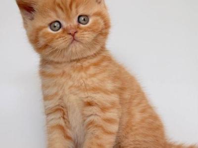 Hades - British Shorthair - Gallery Photo #1