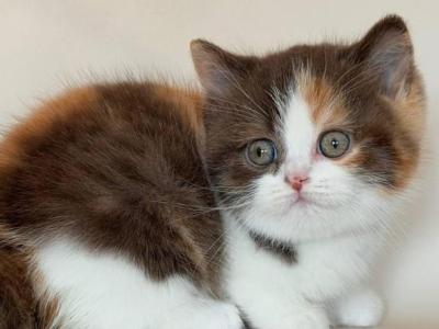 Hikari - British Shorthair - Gallery Photo #1