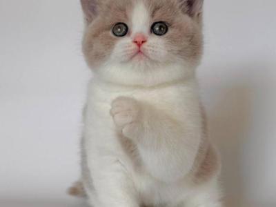 Hana - British Shorthair - Gallery Photo #1