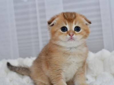 Nolan - Scottish Fold - Gallery Photo #1