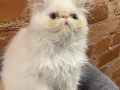 Rare Flame Point Himalayan Persian Female - Himalayan - Gallery Photo #1
