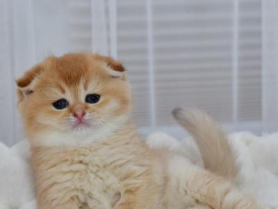 Nika - Scottish Fold - Gallery Photo #1