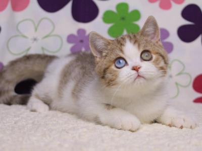 Cosmic - British Shorthair - Gallery Photo #1