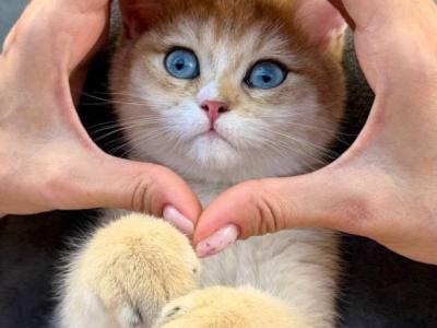 Finik - British Shorthair - Gallery Photo #1