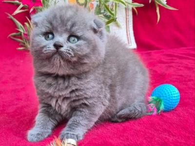 Lola - Scottish Fold - Gallery Photo #1