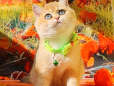 Kitty - British Shorthair - Gallery Photo #1