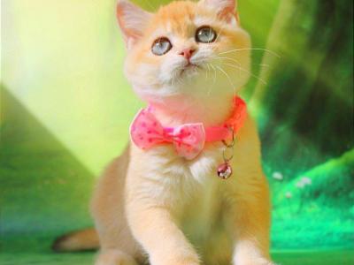 Kelly - British Shorthair - Gallery Photo #1