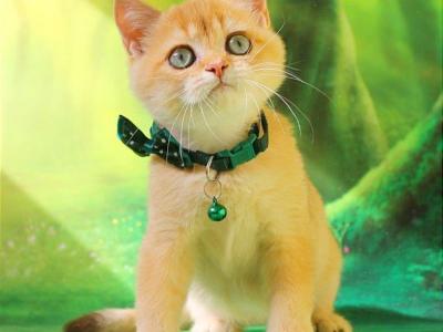 Kai - British Shorthair - Gallery Photo #1