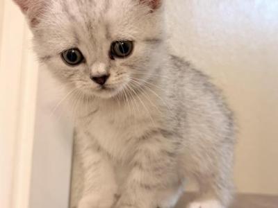 Leo - Scottish Straight - Gallery Photo #1