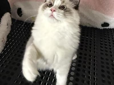 Luka - Ragdoll - Gallery Photo #1