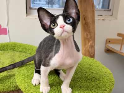 Avis - Devon Rex - Gallery Photo #1