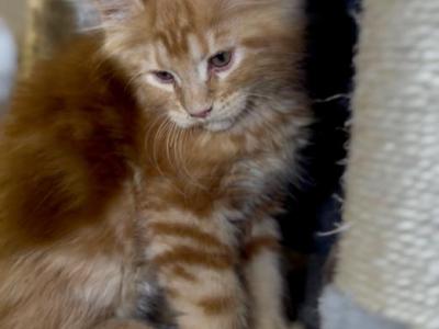 Red Male - Maine Coon - Gallery Photo #1