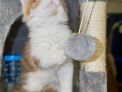 Red Male With White - Maine Coon - Gallery Photo #1