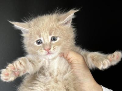 Irish Cream - Polydactyl - Gallery Photo #1