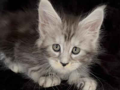 Girl Elara - Maine Coon - Gallery Photo #1
