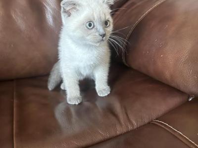 Daisy And Lily Are Only Available - Scottish Fold - Gallery Photo #1