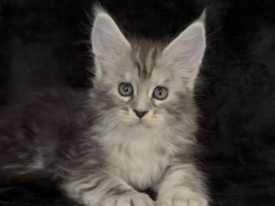 Elsi - Maine Coon - Gallery Photo #1