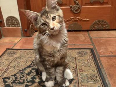 Libby - Maine Coon - Gallery Photo #1