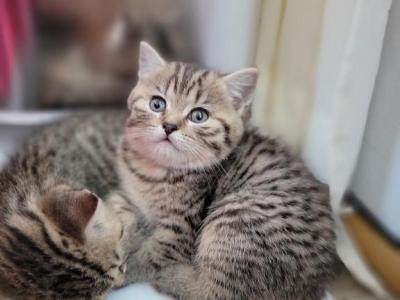 Kitty - Scottish Straight - Gallery Photo #1