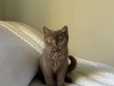 Shorthair British Cinnamon Kitten - British Shorthair - Gallery Photo #1