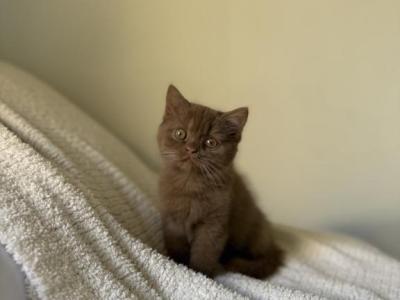 Cinnamon Shorthair British Kitten - British Shorthair - Gallery Photo #1