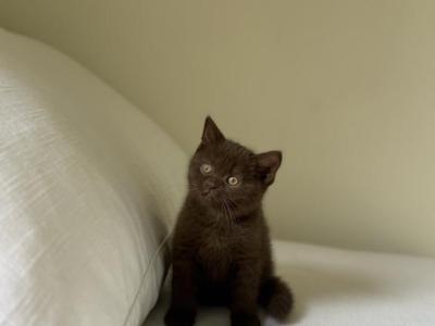Scottish Straight Chocolate Kitten - Scottish Straight - Gallery Photo #1