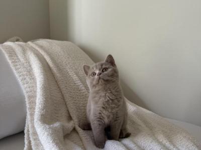 Fawn  Shorthair British Kitten - British Shorthair - Gallery Photo #1