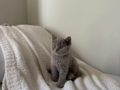 Lilac Shorthair British Kitten - British Shorthair - Gallery Photo #1