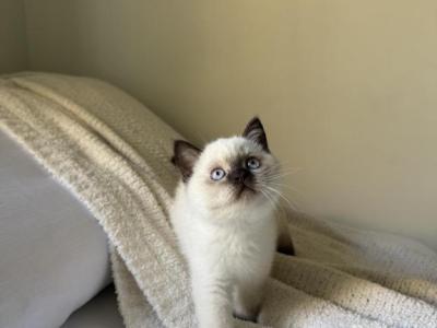 White Scottish Straight Kitten - Scottish Straight - Gallery Photo #1