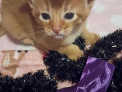 Holiday Red Rosebud - Abyssinian - Gallery Photo #1