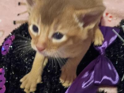 Holiday Red Rosie - Abyssinian - Gallery Photo #1
