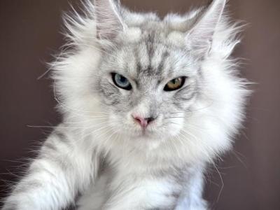 MyCat Blue Eclipse - Maine Coon - Gallery Photo #1