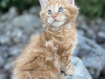 3 Maine Coon Males TICA Registered - Maine Coon - Gallery Photo #1