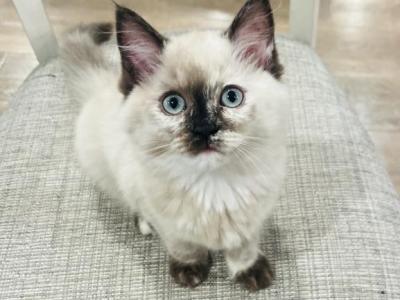 Bonnie - Ragdoll - Gallery Photo #1