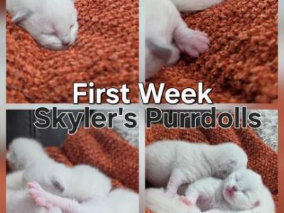 Skyler's Kittens - Ragdoll - Gallery Photo #1