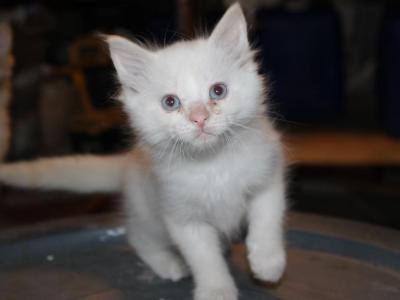Butterball - Domestic - Gallery Photo #1