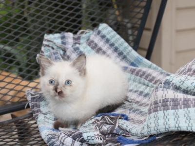 Sally - Siamese - Gallery Photo #1
